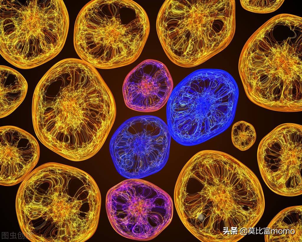 细胞免疫疗法多少钱,til细胞免疫疗法