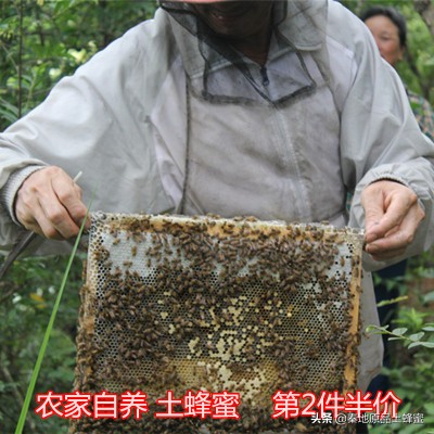 什么是真正的土蜂蜜？农家蜂蜜是土蜂蜜吗？