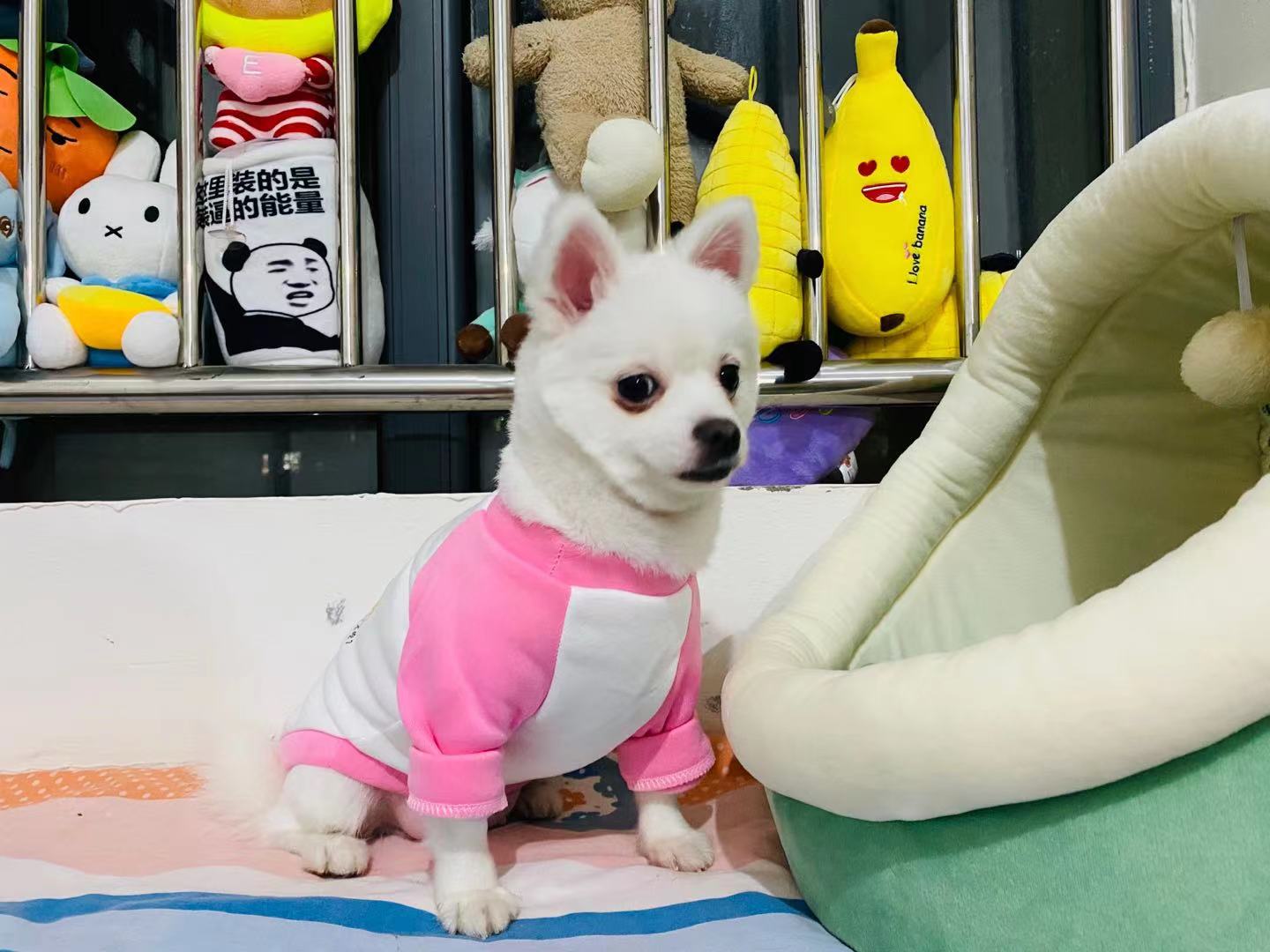 狗狗流鼻涕怎么办最有效的方法,小狗狗流鼻涕该怎么治