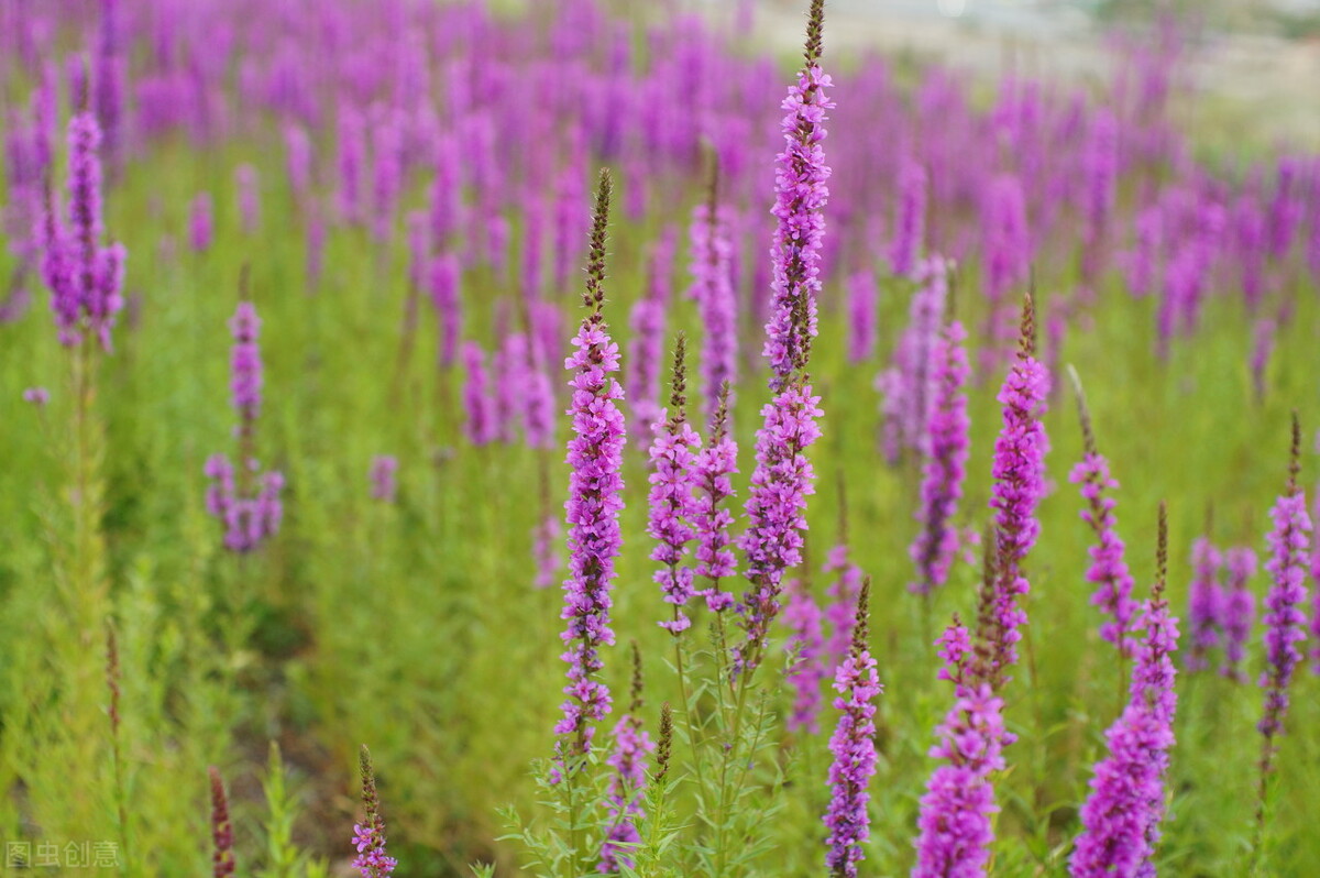 100种常见园林图鉴,列举20类不同的园林花卉