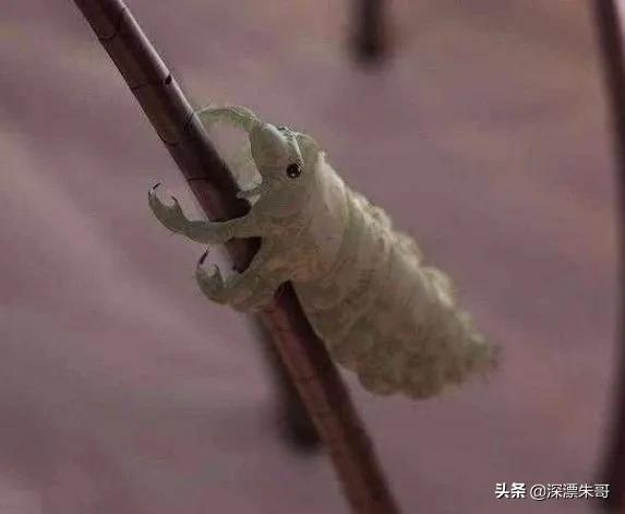 三十年前的虱子为什么消失了,8090年代的虱子是怎么灭绝的