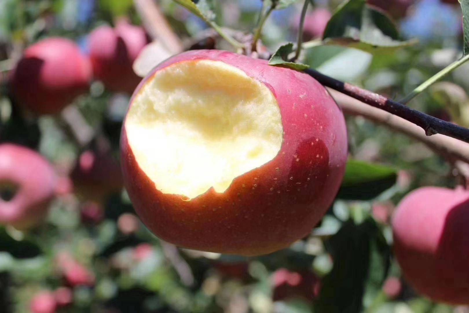 全国哪里的苹果最好吃,全国哪里的苹果最好吃又甜又水灵