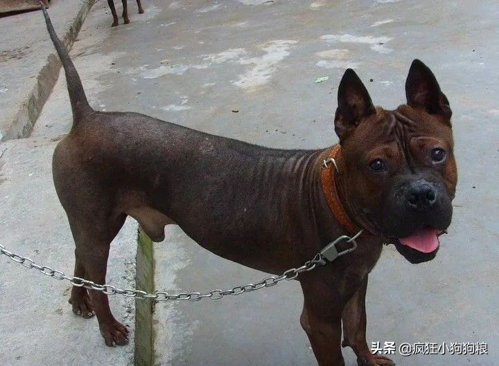 战斗力最强的土狗是什么品种,这40种土狗其实都是超酷的品种犬