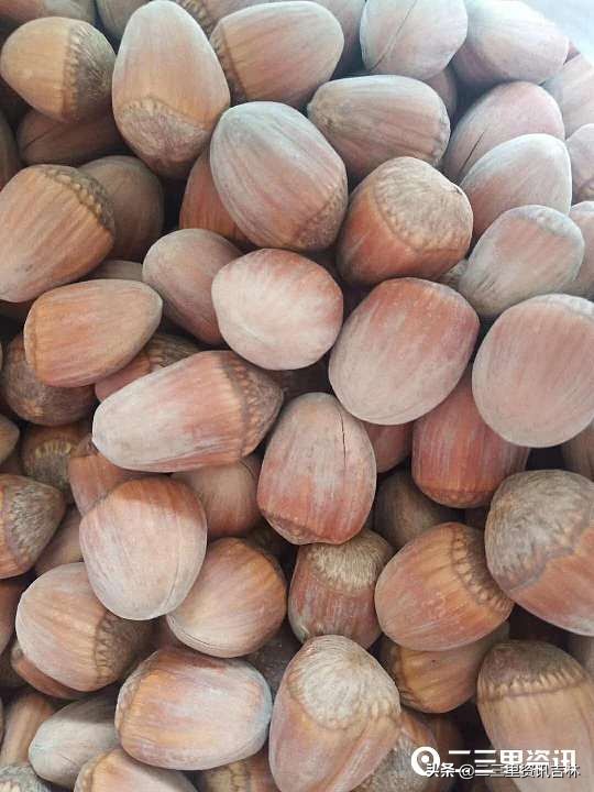 富太大榛子磐石臻园,富太大榛子