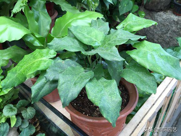 养花旺宅四种植物,十大最适合浇土的绿植