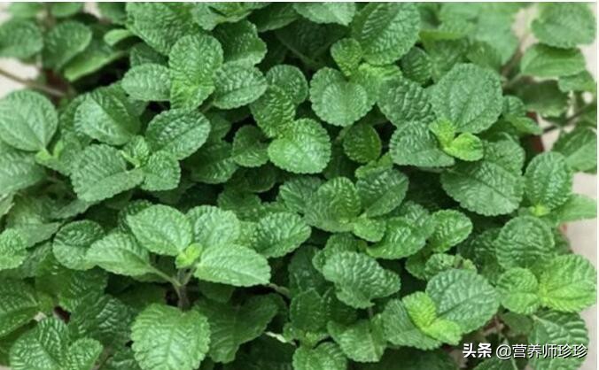 薄荷和什么煲祛风的效果好,哪种薄荷有祛风散寒作用