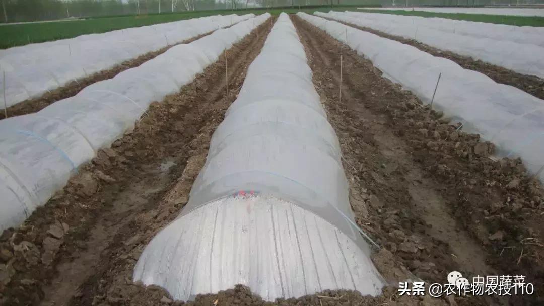 西瓜栽培技术有哪些,西瓜栽培技术全面的文字解释