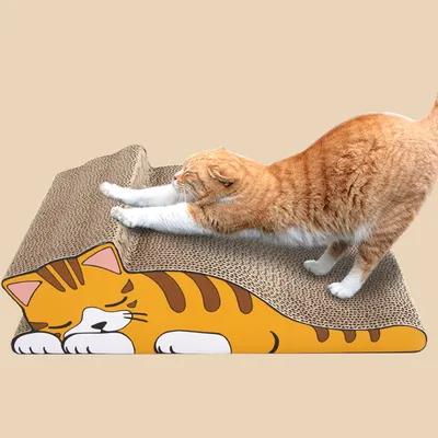 养宠干货|养猫，全方面知识值得一看