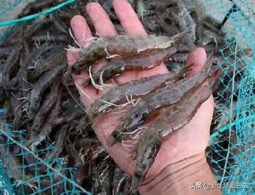 现在农村最快致富是什么行业,农民致富的手工行业