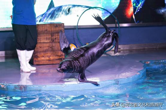 海洋公园特价35元起,快来唤醒来自世界各地的海洋居民吧!