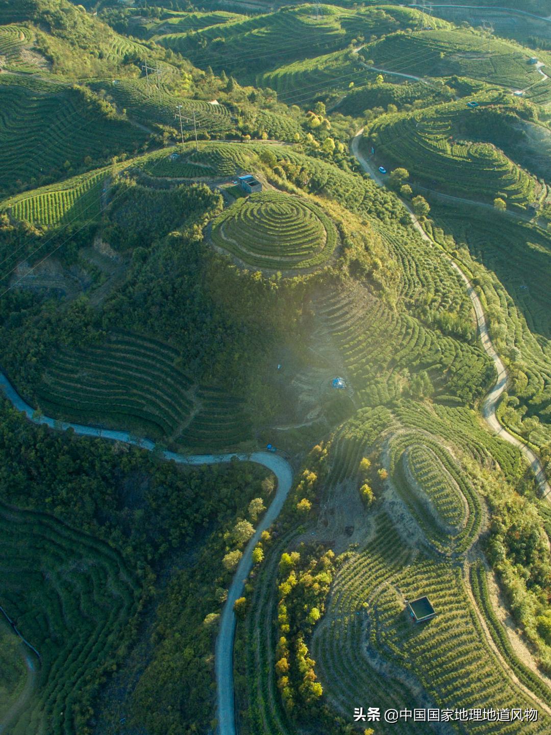 中国茶叶分布图,中国茶区详细分布图