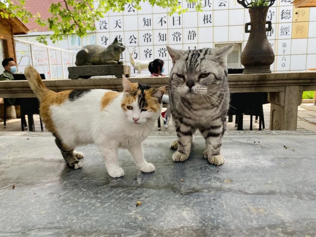 团宠猫咪的性格,小猫有多抗打