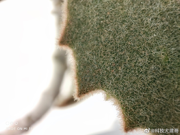 vivox70pro+和小米11ultra对比,小米11拍照多少倍变焦