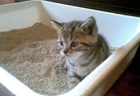 猫咪为什么上厕所的时候喵喵喵,猫咪什么时候才会喵喵叫