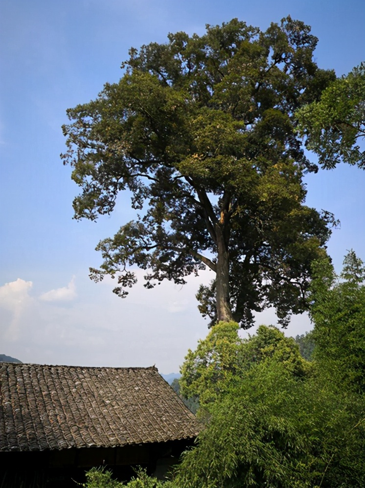 什么办法让大树快死掉,什么方法让大树死掉不留痕迹