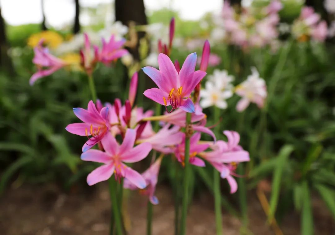 武康路旅游咨询服务中心,上海武康路旅游全攻略