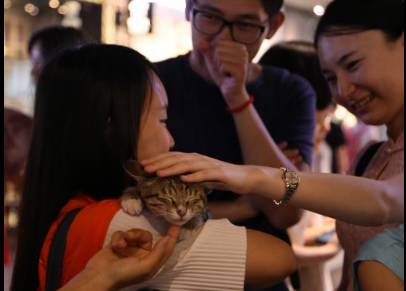 铲屎官鄙视猫被猫咬,为什么给猫咪铲屎猫咪会咬人