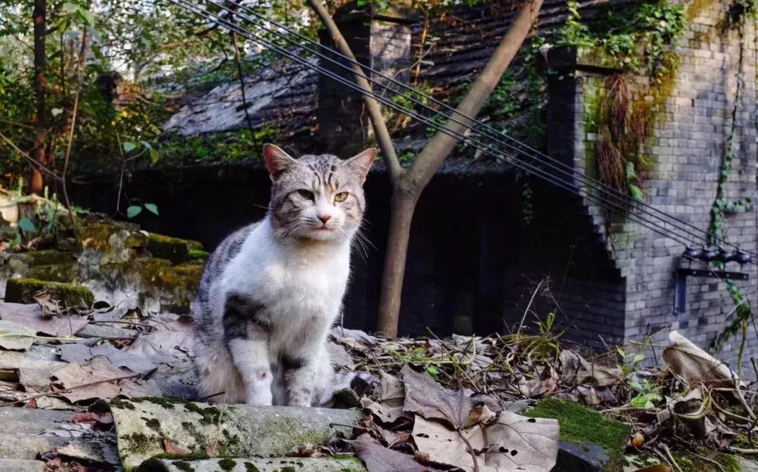 铜元局记忆视频,铜元局记忆照片