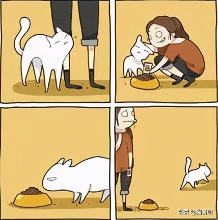 猫咪总是打扰主人吃饭怎么办,猫咪总是打扰我睡觉怎么办