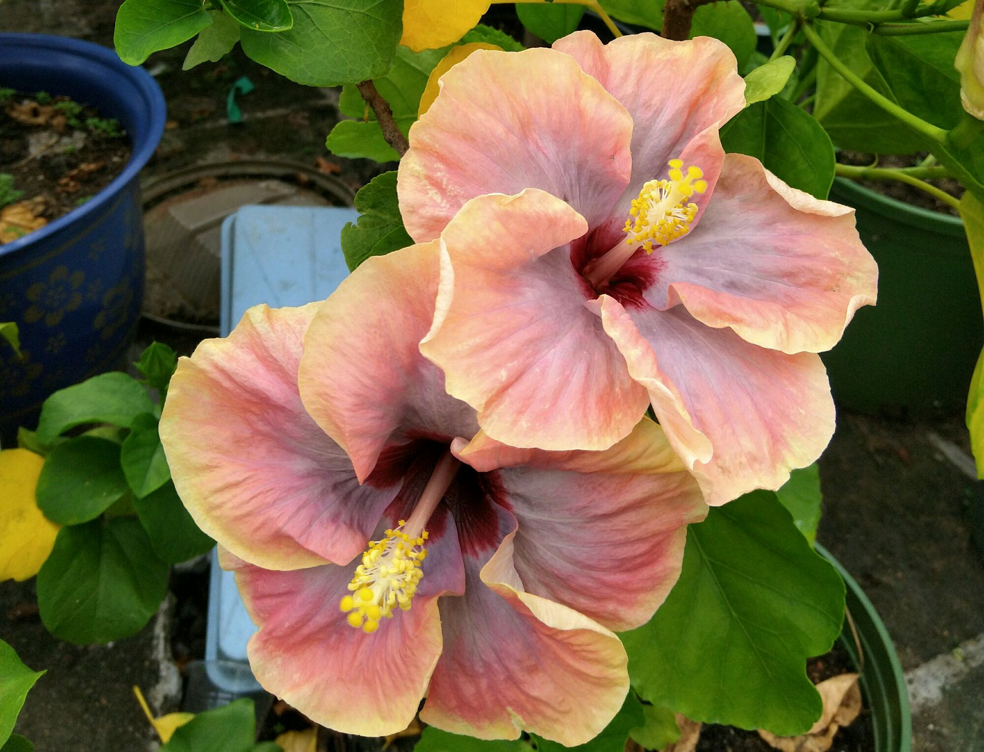 扶桑花叶黄花苞脱落怎么回事,刚买一个星期的花叶子全掉了