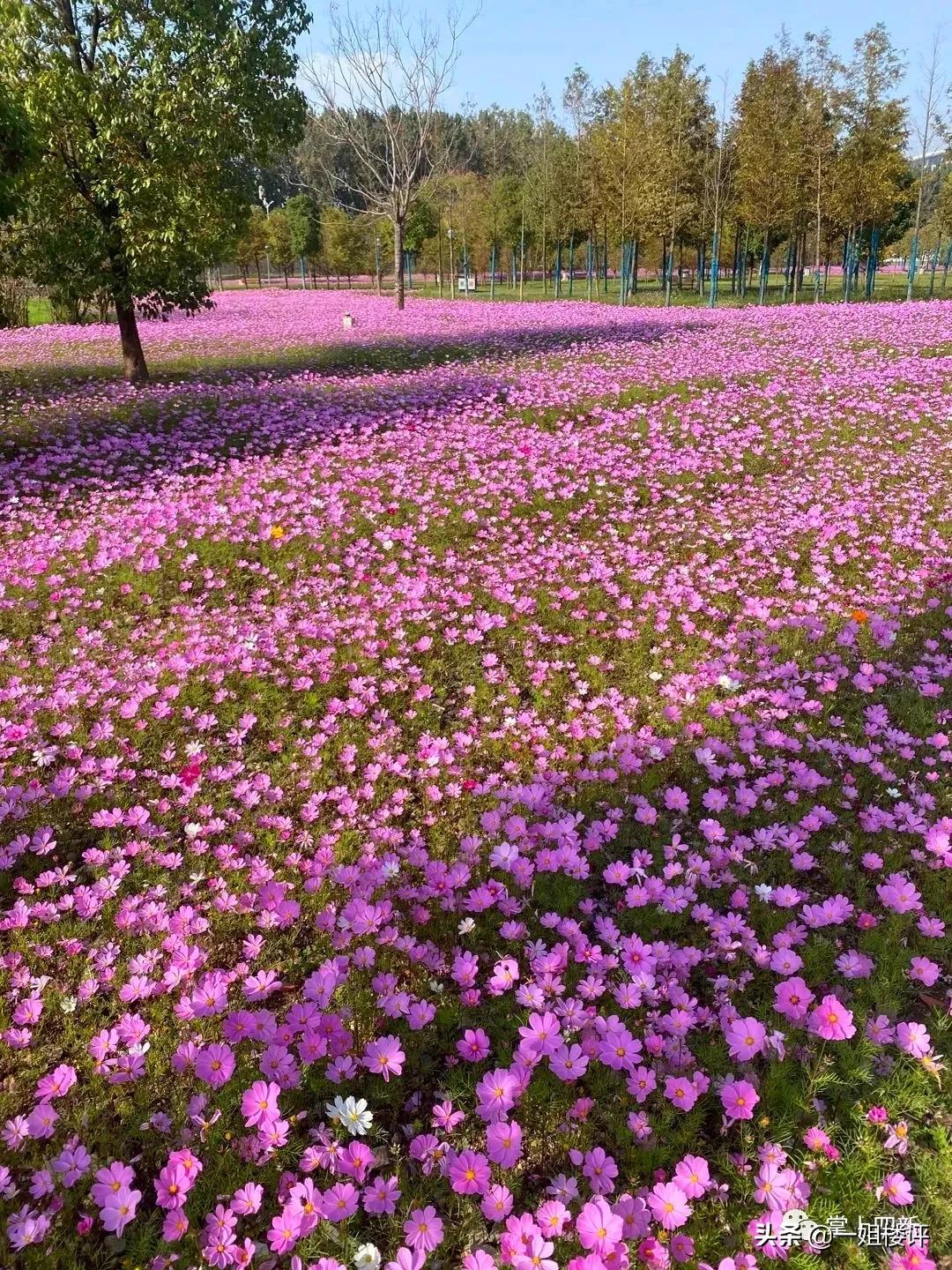 豪横！8条地铁线！万达、腾讯、山姆、永旺这个区域今年要爆了