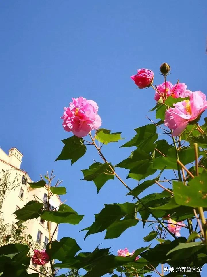 一至十二月的花期,12月到2月份的花期