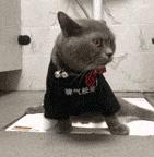 科学研究表明撸猫好处多多,撸猫已经成为了一种“病”