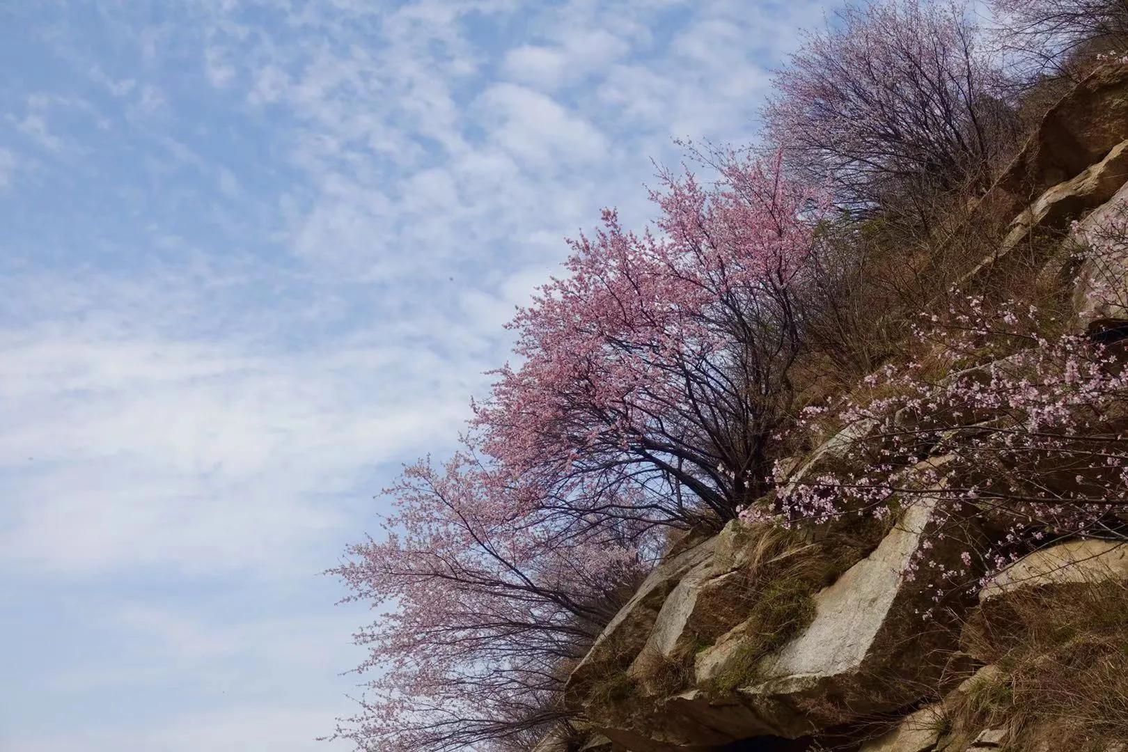 桃花依旧笑春风散文,关于桃花依旧笑春风的散文