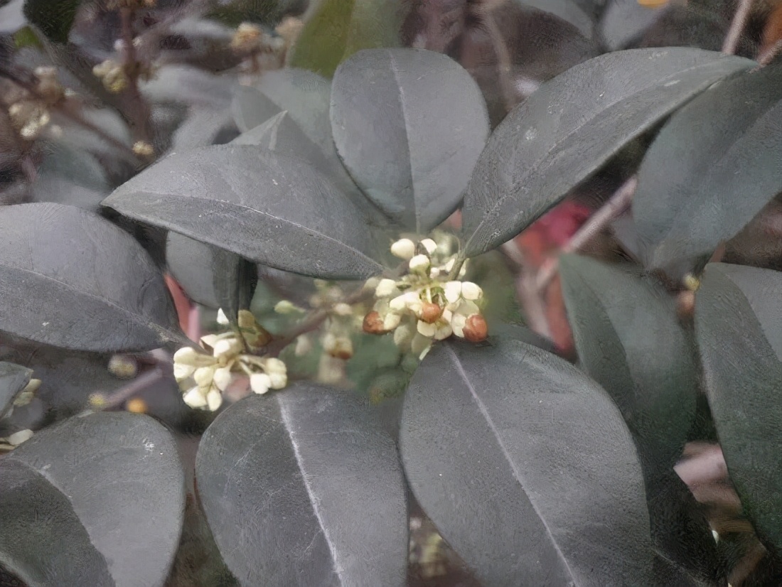 桂花发了好多新芽,桂花品种对比一览表