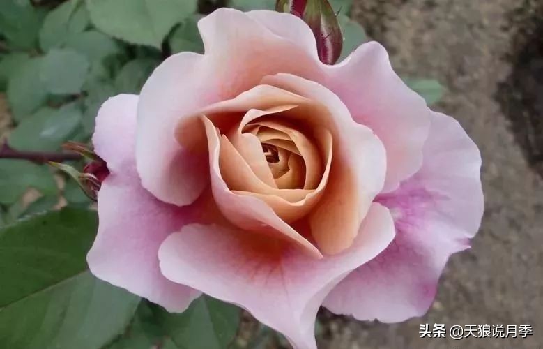 复古色月季什么品种的花好看,值得入手的复古色月季