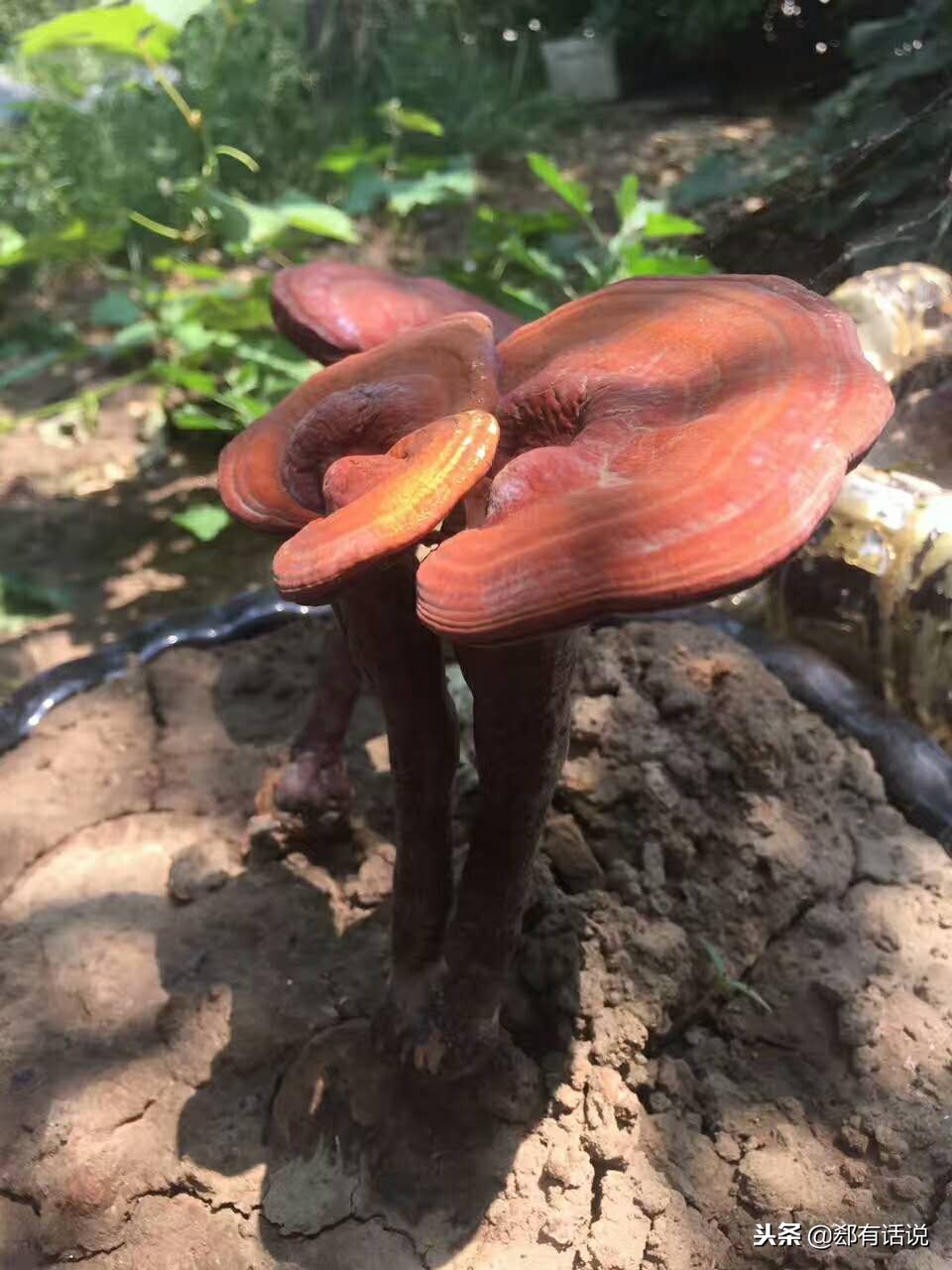 赤灵芝可以人工种植吗,赤灵芝煲汤的做法