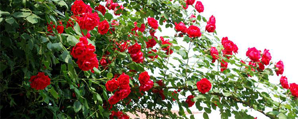 爬藤月季花怎么修剪教程,爬藤月季花红龙