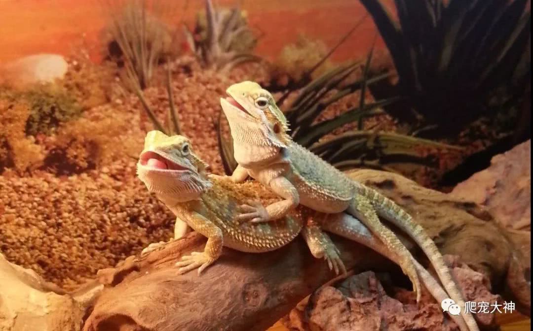 爬行动物宠物排行榜,家庭饲养爬行宠物推荐