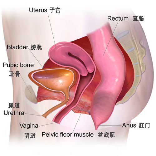 产后漏尿如何修复盆底肌,产后腰痛做盆底肌还是骨盆修复