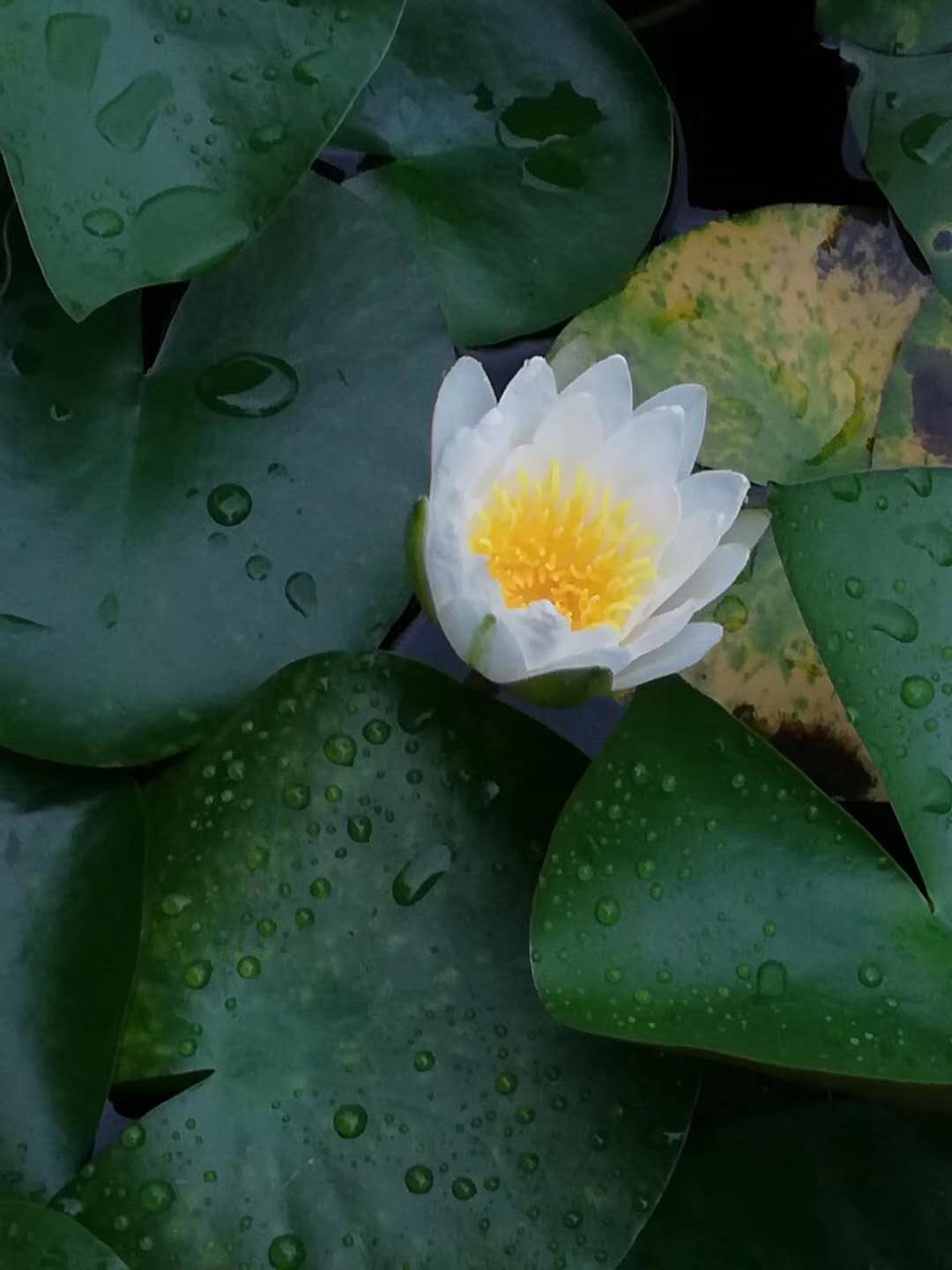 国外十大必读经典名著,值得读一辈子反复读的外国名著书