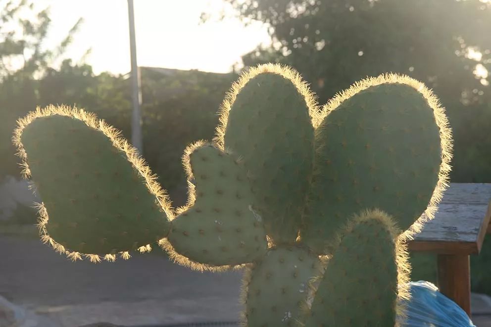 仙人掌类植物的家庭养护,仙人掌类型的植物哪种最好养