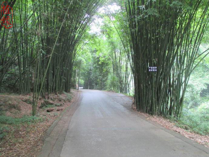 一片翠竹还是一丛翠竹,漫山遍野翠绿的竹海风景