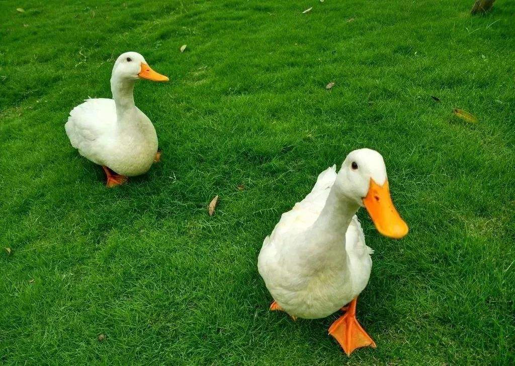 鸭子掉毛的原因用什么药,鸭子背上掉毛是什么病