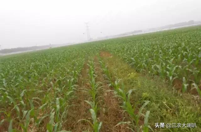 玉米苗后除草剂药害下雨会减轻吗,玉米除草剂对豆角的药害怎么解除