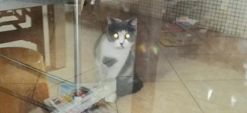 一只流浪猫和一江流不尽的江水,一只流浪猫的电影