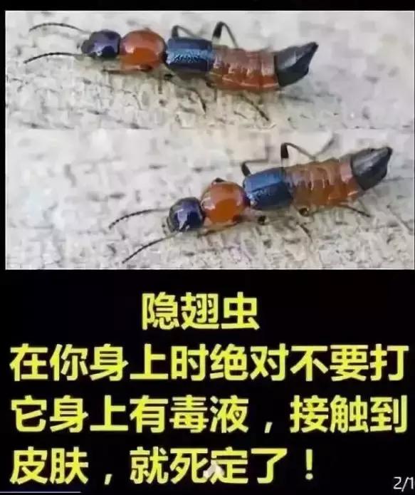 这几种虫子千万不能用手拍,上热搜遇到这种虫子千万别用手拍