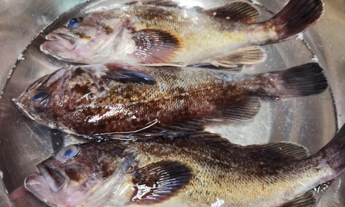 炖鱼加醋去腥味的原理,炖鱼加醋的正确方法