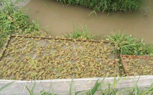 养殖青蛙的技术,青蛙养殖有风险吗