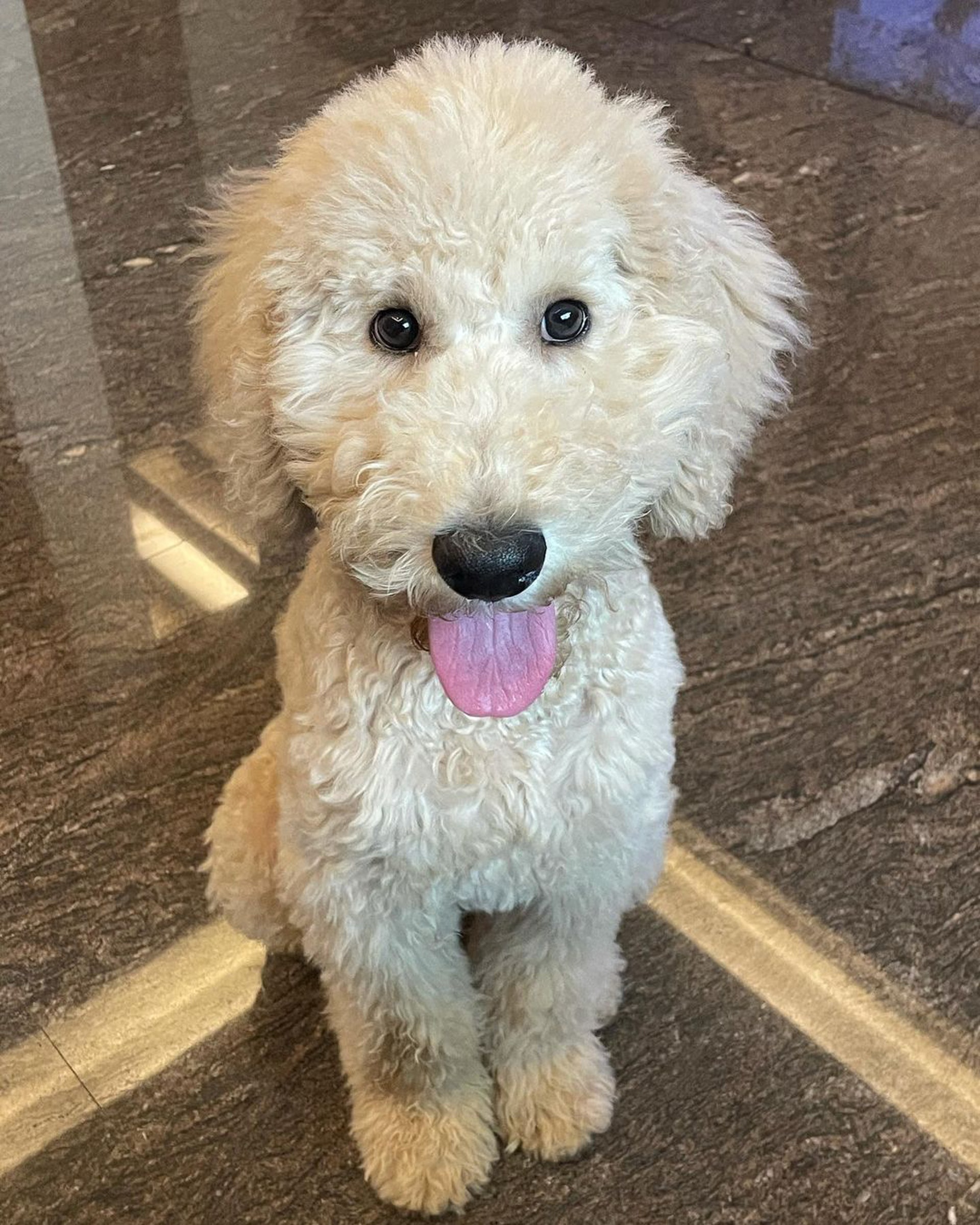 巨型贵宾犬发狂,巨型贵宾犬在家乱叫