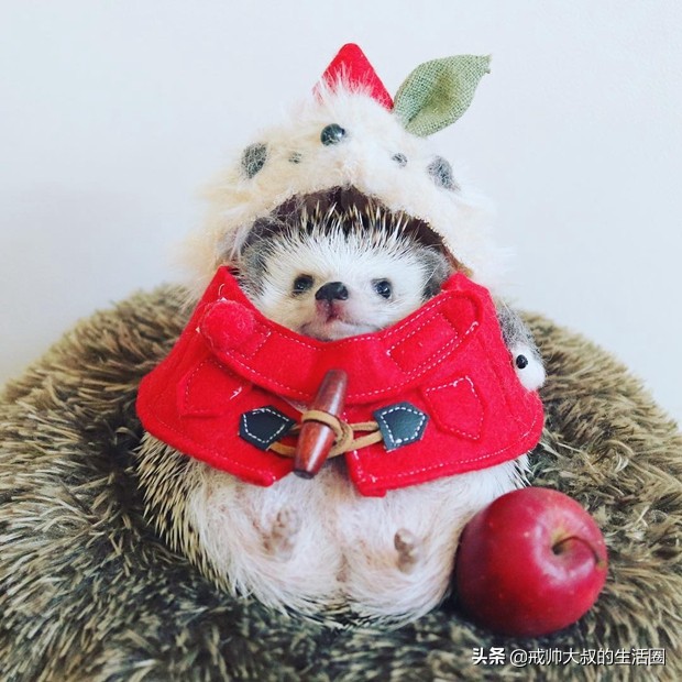 小刺猬到底有多可爱,很可爱的小刺猬有哪些