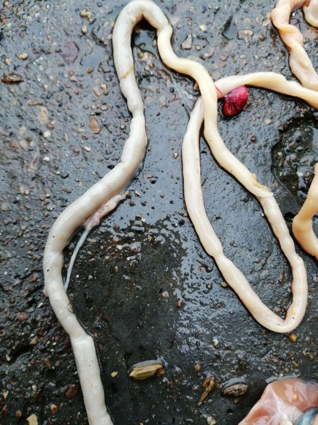 鸡盲肠栓塞哪些原因引起,肉鸡盲肠肝炎怎么治疗