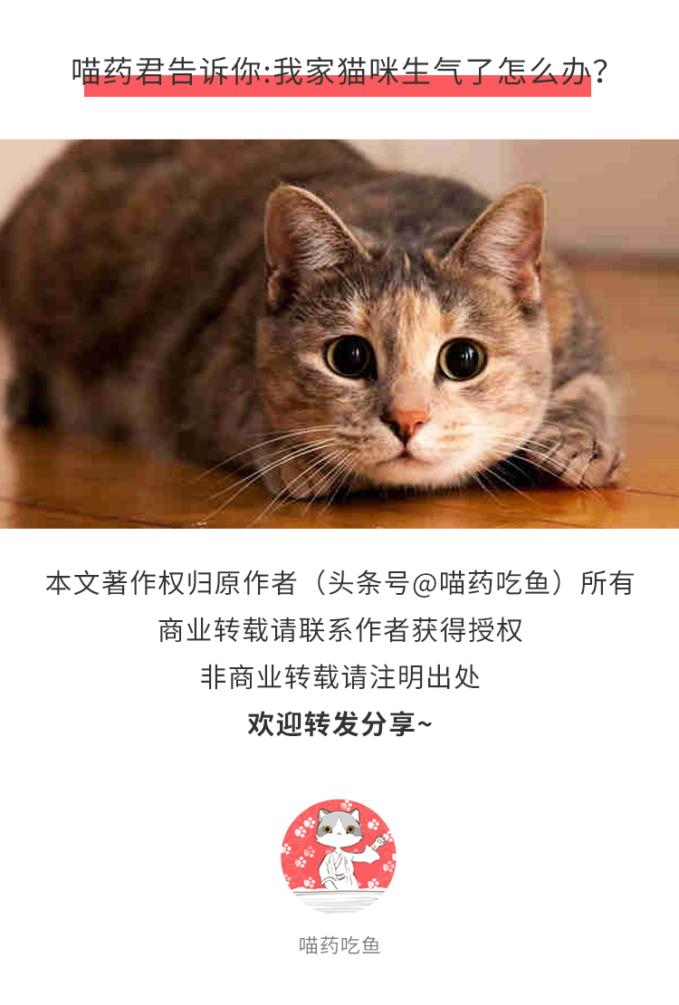 怎么才能使猫安静下来,怎么让生气的猫平静下来