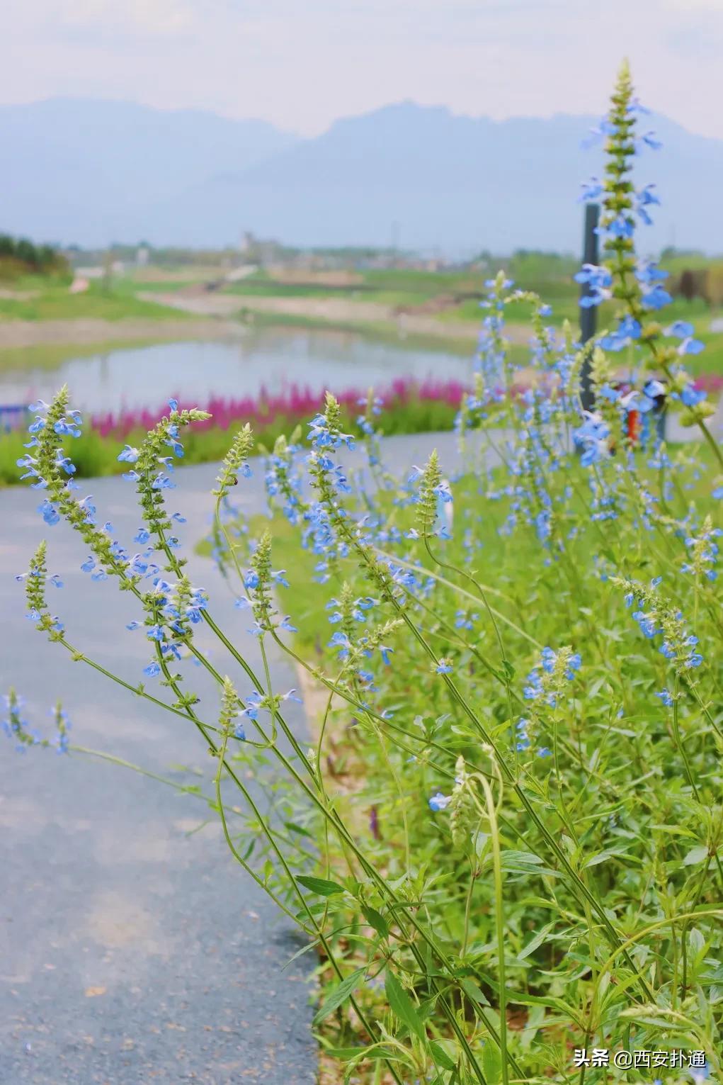 西安大草坪公园推荐,西安有大草坪的公园
