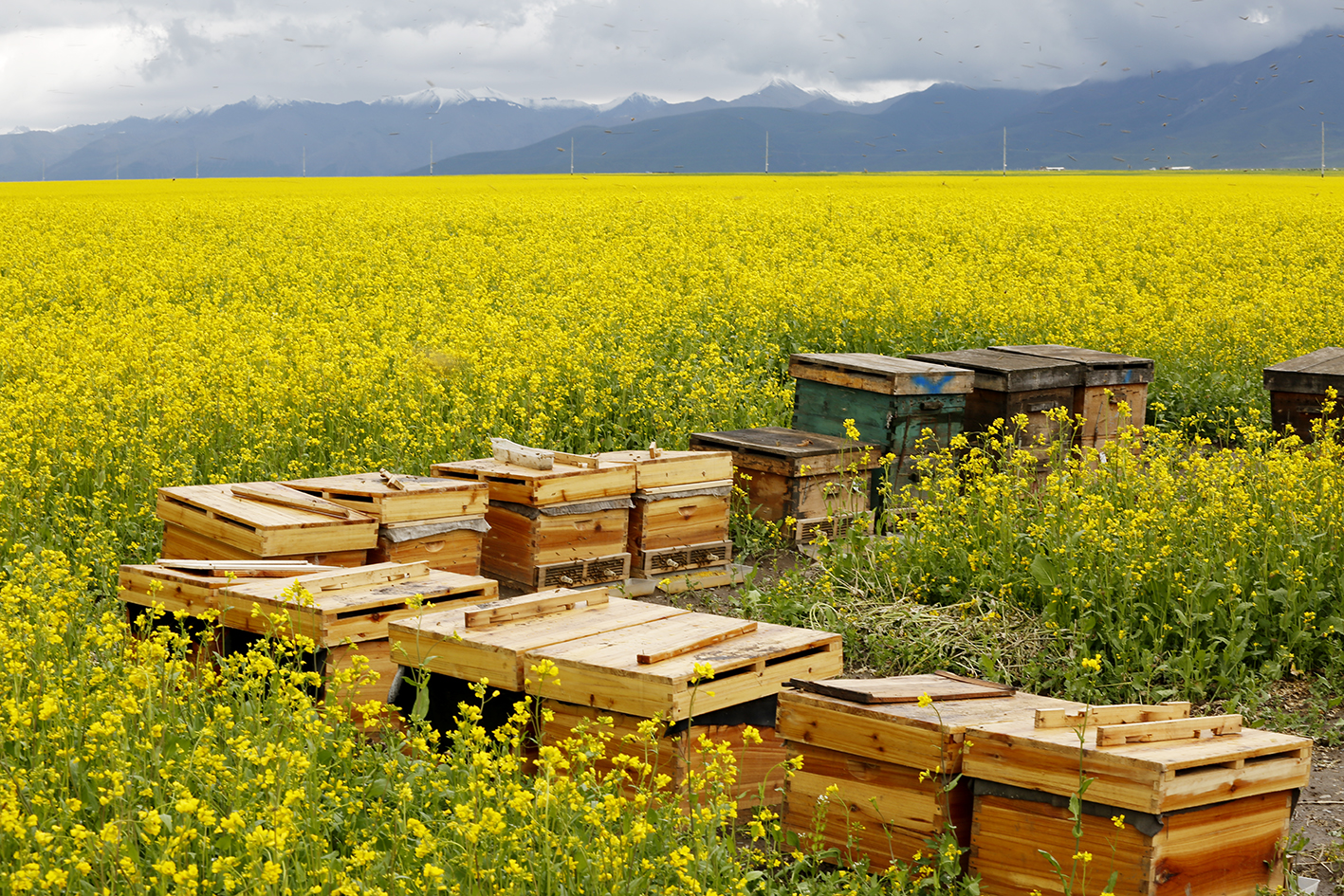 增强免疫力吃蜂王浆好还是蜂胶好,蜂王浆是提高免疫力最好的补品吗