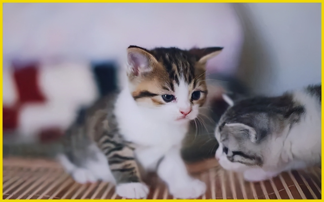 偷偷养宠物房东发现了怎么办,偷偷养阿拉斯加被房东发现了